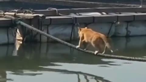 The Most Dramatic Cat Video You'll See Today 🎭