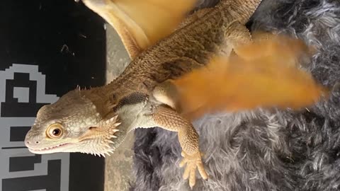 Bearded dragon changing to flying dragon!