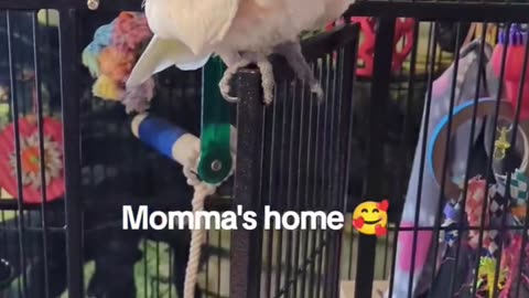 Momma's Home