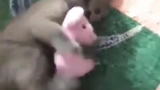Unlimited Dog's Comedy Videos 🤣 so cute videos 😍 funny videos in puppies comedy scenes 😂
