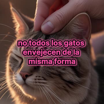 Deterioro Cognitivo en Gatos: ¿Cuándo Comienza?.