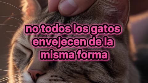 Deterioro Cognitivo en Gatos: ¿Cuándo Comienza?.