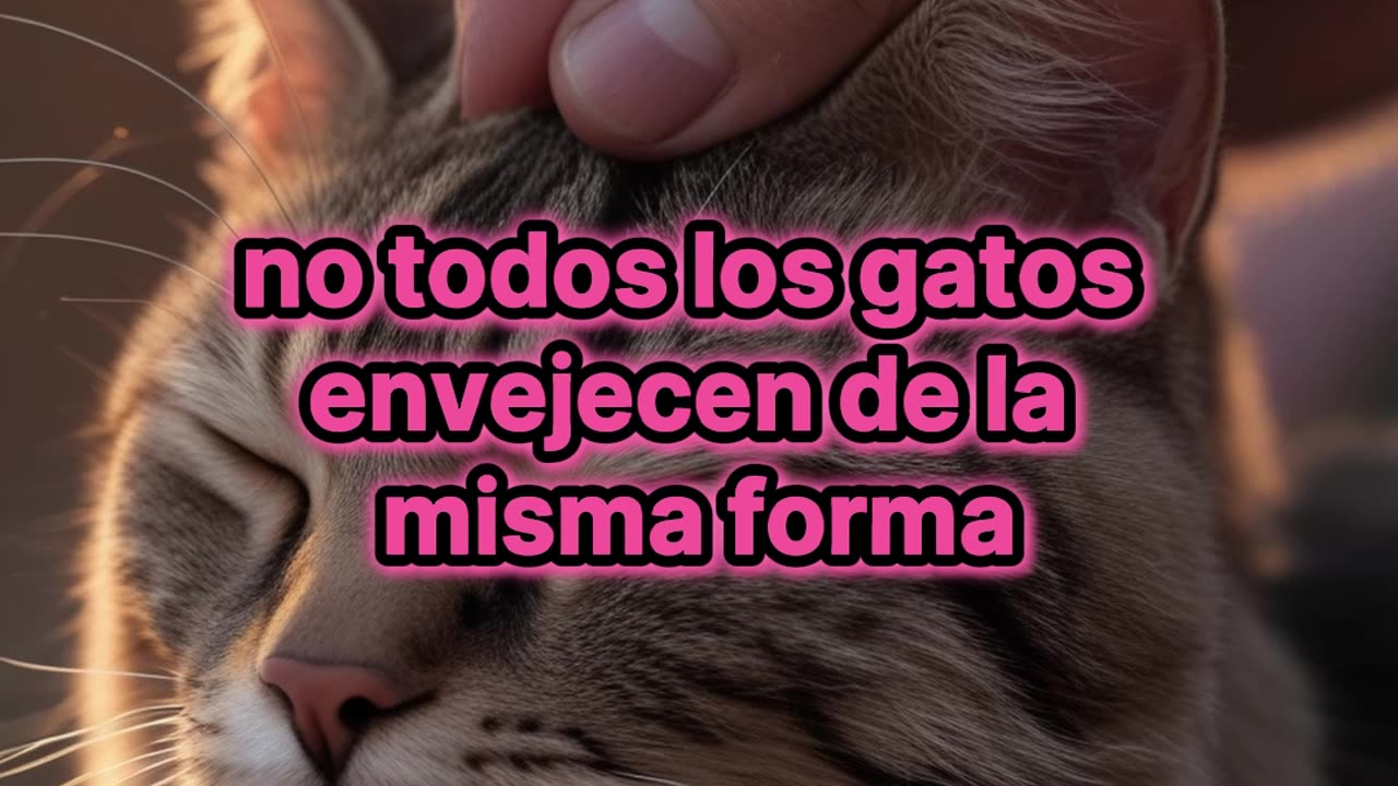 Deterioro Cognitivo en Gatos: ¿Cuándo Comienza?.