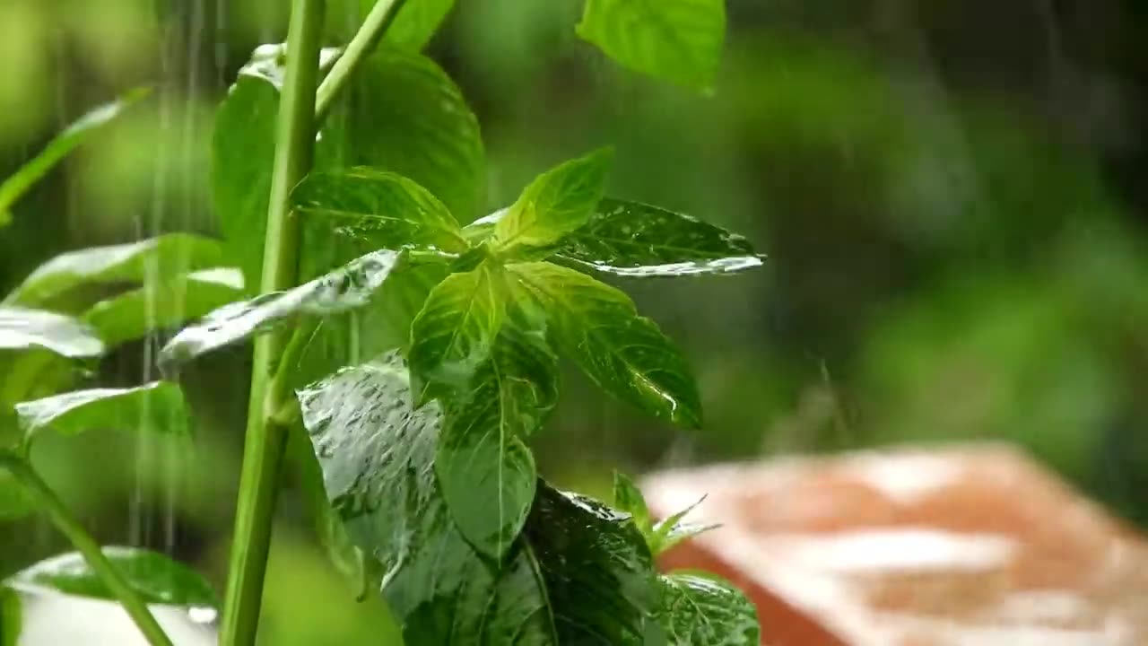 RELAXING SOUND GARDEN