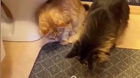 Funny Cats compilation