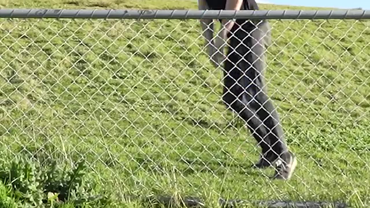 How different animals get over a fence with emojis. They got over but at what cost 😂