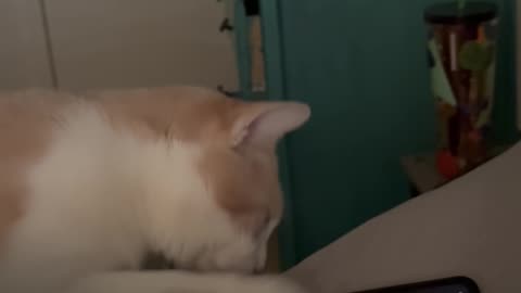 Klaus Says "Snooze"
