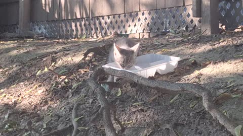 Rescued(trapped) this little kitten this past saturday(video taken the day before))