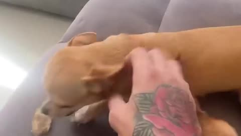Funny Animal Videos