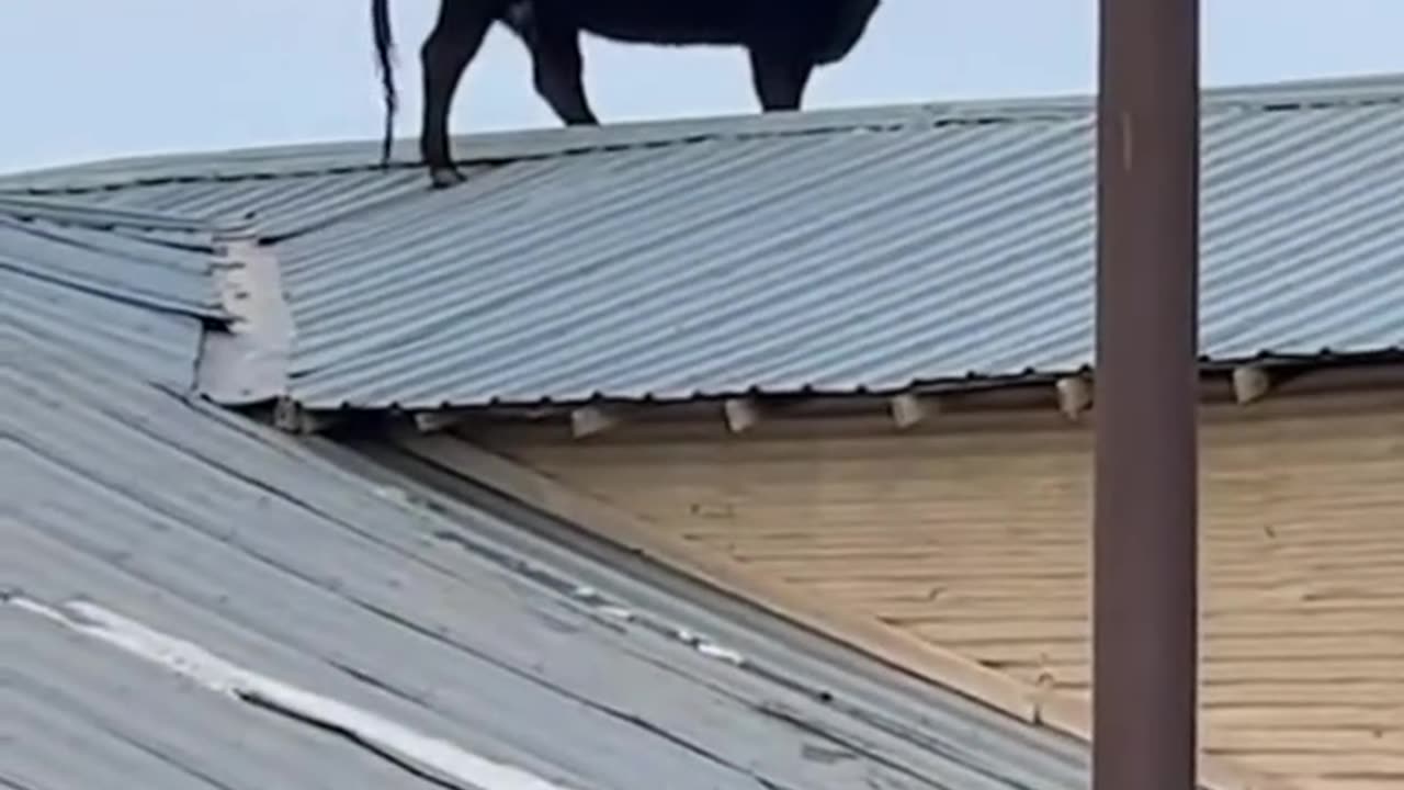 homestead life with animals