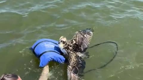 boaters rescue a bird