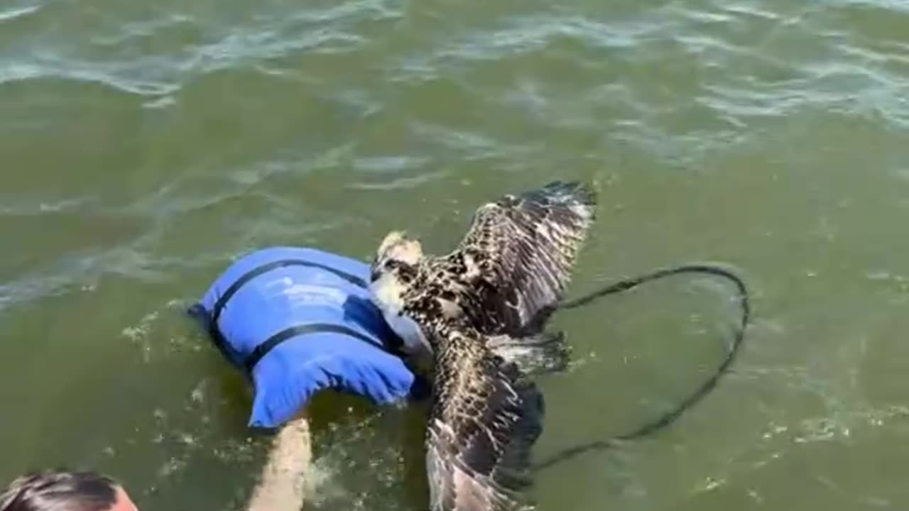 boaters rescue a bird