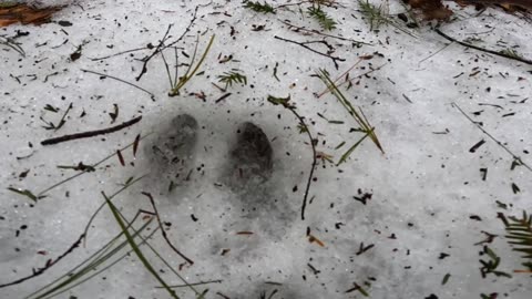 White-tailed deer track