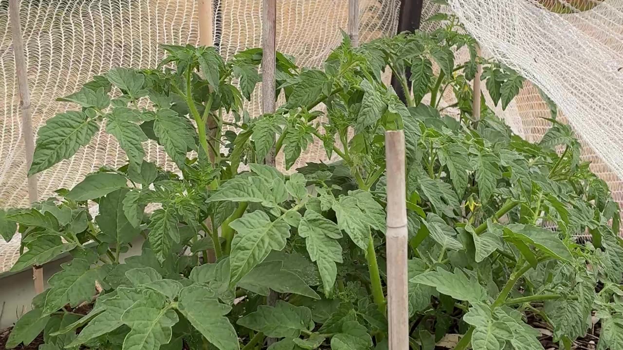 Tomatoes & Snow Peas - Gardening