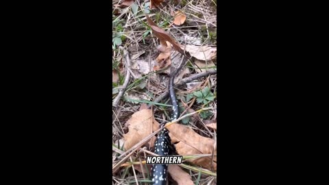 The Northern Slimy Salamander: A Sticky and Fascinating Amphibian
