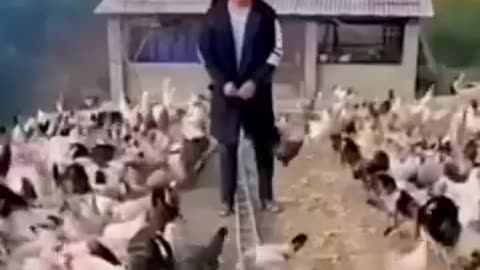Dog animals funny