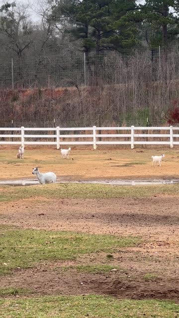 Nobody is at the barn. Lets see if there are Treats!!