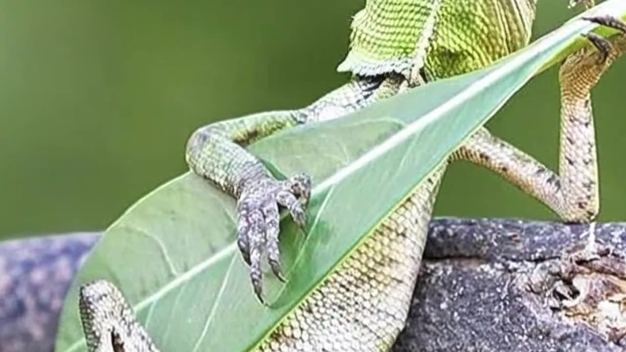 Lizard Acrobats