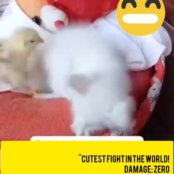 Tiny Chick vs. Tiny Cat — Cutest Battle Ever