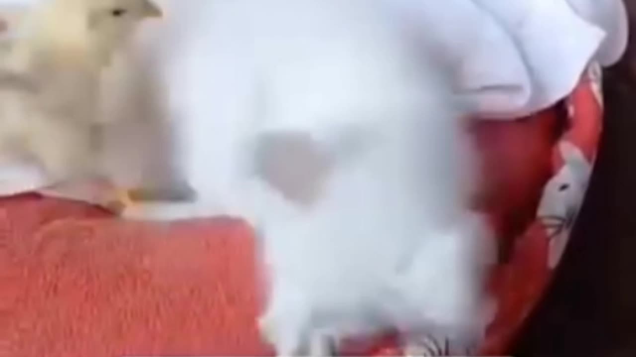 Tiny Chick vs. Tiny Cat — Cutest Battle Ever