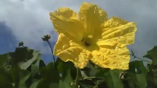 Yellow passion fruit flower receiving a strong wind, a small ant walks [Nature & Animals]