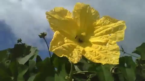 Yellow passion fruit flower receiving a strong wind, a small ant walks [Nature & Animals]