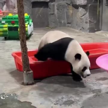 Panda rage at the zoo 😊