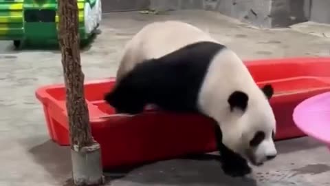 Panda rage at the zoo 😊