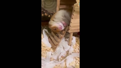 Funny animal videos