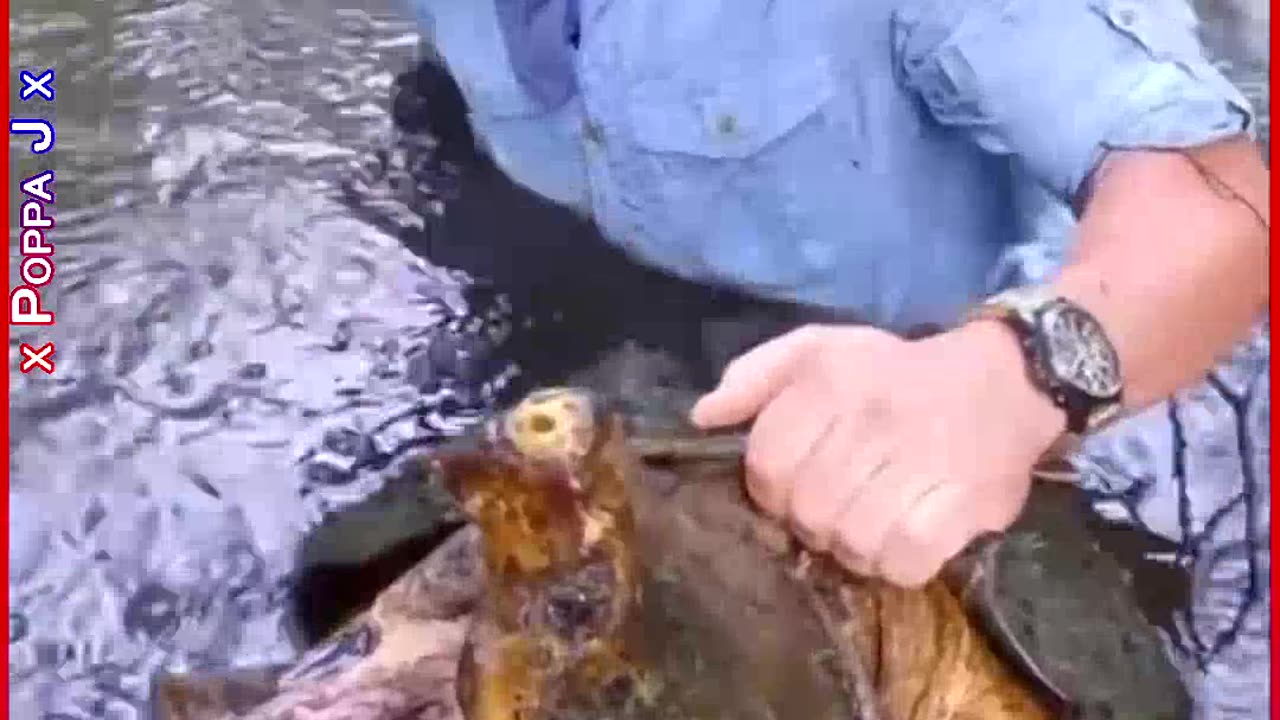 Testicular Fortitude 🐢