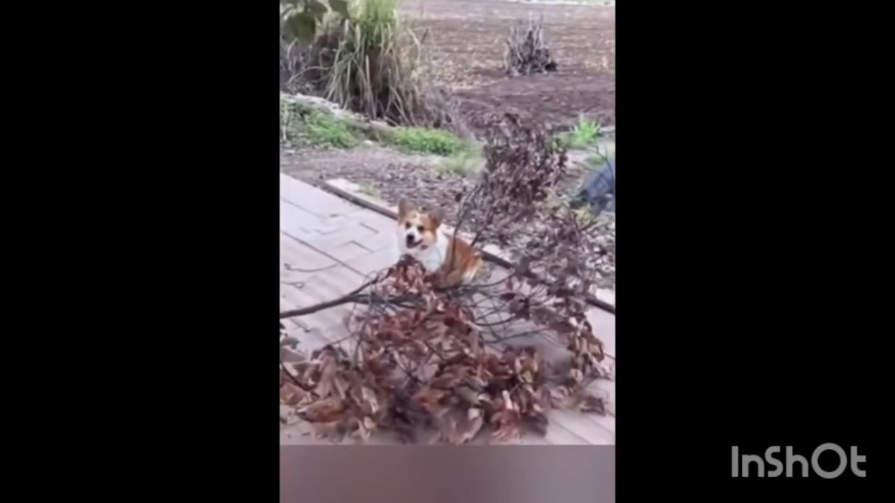 TRY NOT TO LAUGH CHALLENGE (PET EDITION)