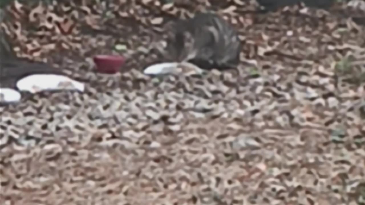 Cat eating.