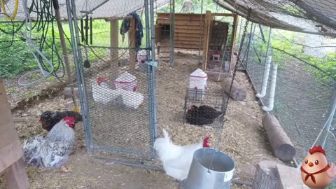 Chicken Live Stream