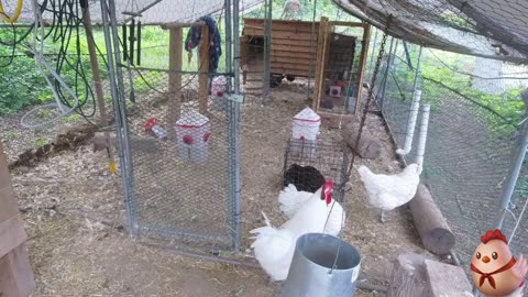 Chicken Live Stream