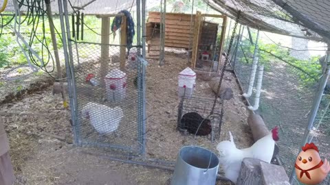 Chicken Live Stream