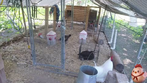 Chicken Live Stream