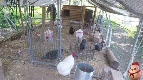 Chicken Live Stream