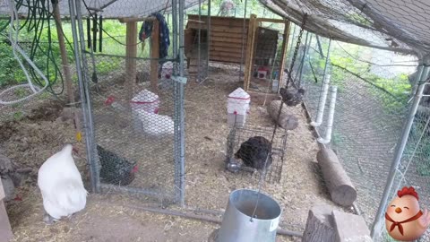 Chicken Live Stream
