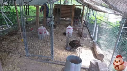 Chicken Live Stream