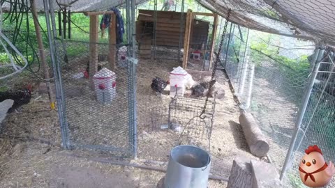 Chicken Live Stream