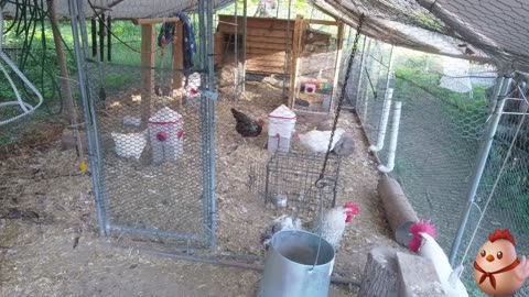 Chicken Live Stream