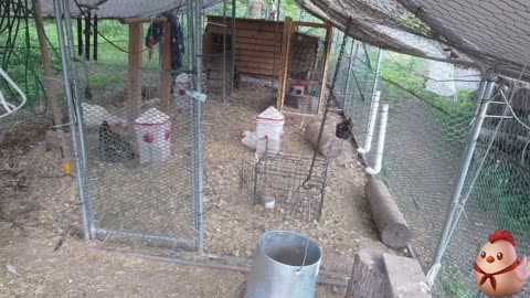 Chicken Live Stream