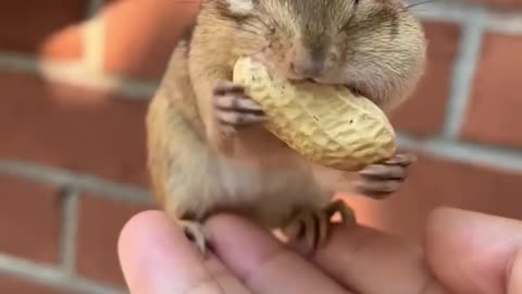 squirrel eating big nuts 🐿 #squirrel #cutesquirrels #animals #viralshort #shorts