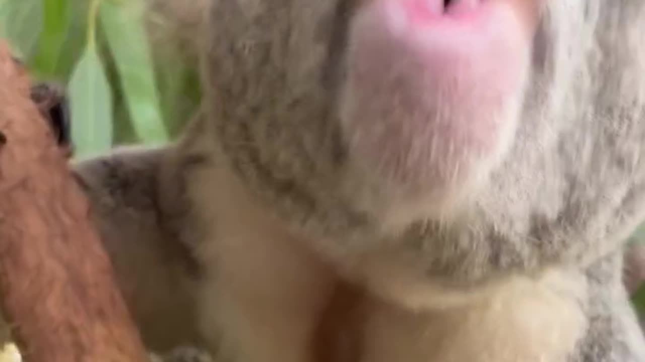 Weird animal noises they make