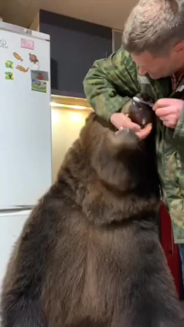Bear teeth brushing