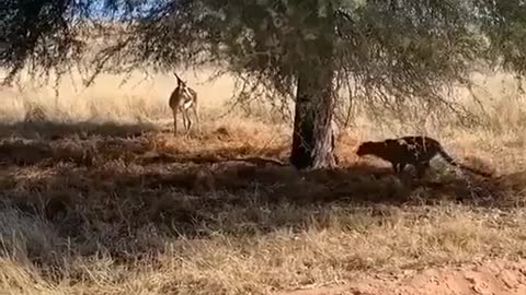 🦁 You Won't Believe The Stealth Of This Leopard As It Hunts Its Prey! | FeedMyCuriosity