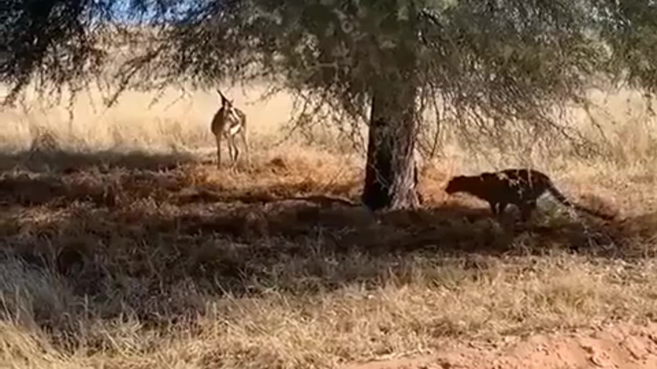 🦁 You Won't Believe The Stealth Of This Leopard As It Hunts Its Prey! | FeedMyCuriosity