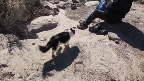 Our Cats #165 - Dad's Precious Moments With Panqueeñou | PART 4 of 5