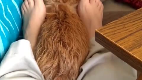 My hairy little fuzzballs