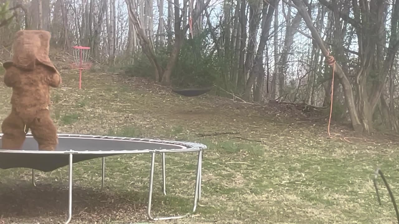 Bear Plays on Swing Until Interrupted by Man in Bear Costume